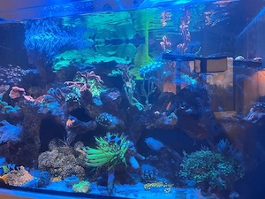 Meerwasser Aquarium Auflösung 