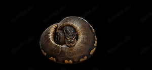 Königspython regius Schlange Houten