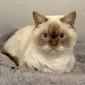 Schüchterner Selkirk Kater cinnamon point