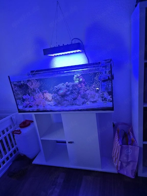 Komplettes Meerwasser-Setup inkl. Inhalt   Besatz an Selbstabholer