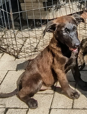 Hunde.Welpen ..Junghunde  