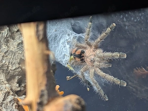 Avicularia minatrix 0.1