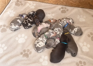 Weimaraner-Dackel-Mix-Welpen 