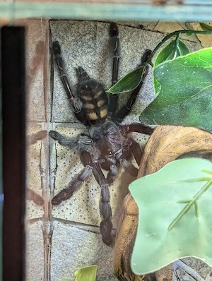 Psalmopoeus irminia 0.1