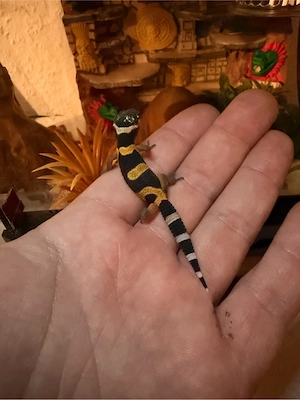 Leopardgecko abzugeben 