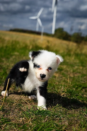 Mischling Australian shepherd