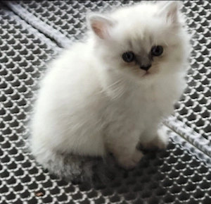 Britisch Baby Kitten