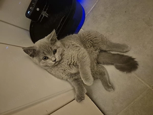 BKH reinrassing Katzenbabys suchen liebevolles Zuhause 