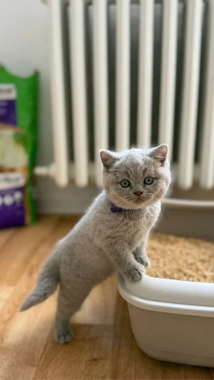 kitten zu verkaufen  Bild 7