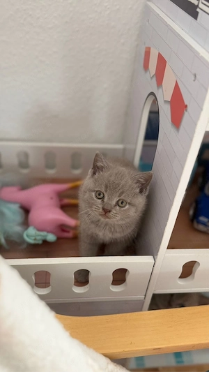 kitten zu verkaufen  Bild 6