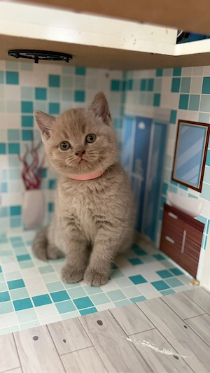kitten zu verkaufen  Bild 9