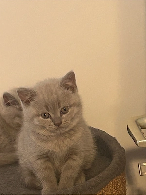 kitten zu verkaufen  Bild 5