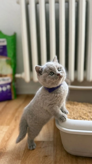 kitten zu verkaufen  Bild 8