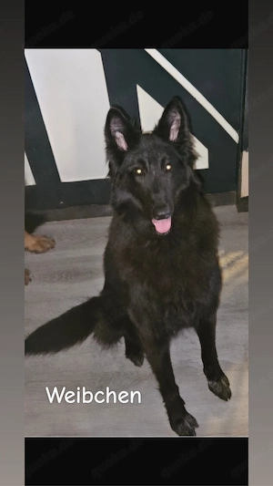 Schwarzer Schäferhund Rüde und Weibchen suchen ein Zuhause 