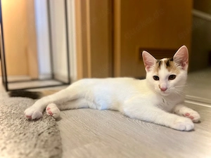 Kleines Kitten (Glückskatze) abzugeben
