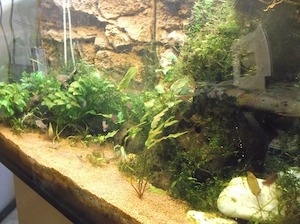 Vollglas-Aquarium 250 l zu verkaufen