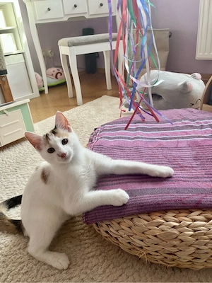 Kleines Kitten (Glückskatze) abzugeben Bild 8