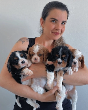 Ein kleines Herz wartet noch auf seine Familie   Wunderschöne Cavalier King Charles Spaniel Welpen