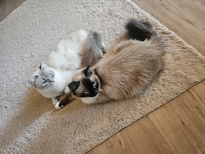 Heilige Birma Kitten Kater Katze