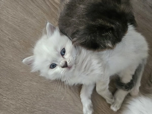 Heilige Birma Kitten Kater Katze