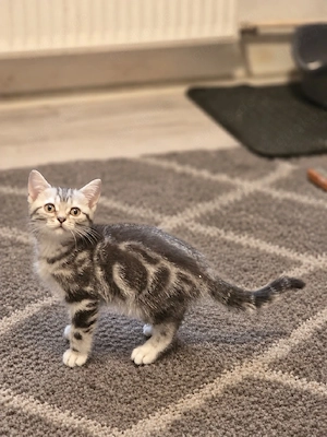 Zuckersüße BkH Whishkas Tabby Bärchen 