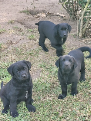Labrador x Border Collie Welpen 