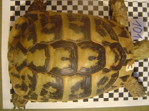 Griechische Landschildkröten adult, Zuchtgruppe Bild 2