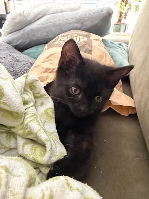 Kitten sucht liebevolles Zuhause 