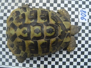 Griechische Landschildkröten adult, Zuchtgruppe Bild 6