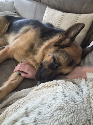 Deutscher Schäferhund sucht liebevolles Endzuhause