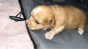4 Hunde Welpen Chihuhua    