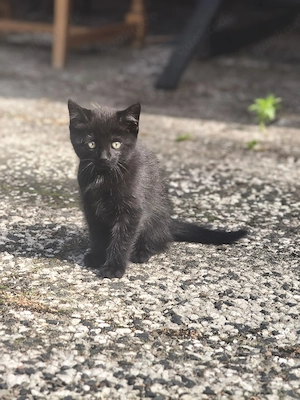 Kater abzugeben BKH -  Mix