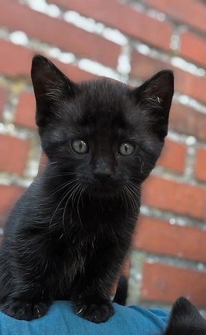 Kater abzugeben BKH -  Mix