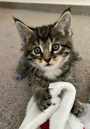 Maine-Coon-Mix Kitten Katzenbaby katze 