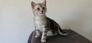 Britisch Kurzhaar BKH Kitten 