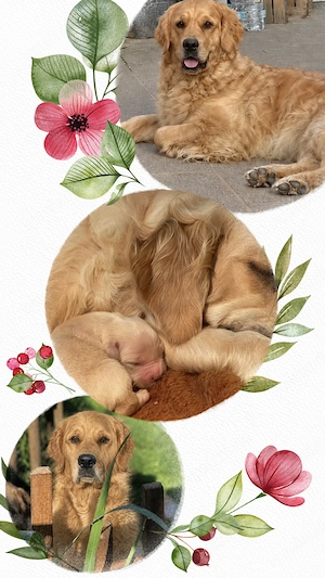 Excellente Golden Retriever Welpen sind geboren 