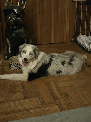 Australian Shepherd Hündin 