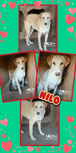sensibler, wunderschöner Rüde "Nilo" sucht sehr Dringend ein Zuhause, wer kann helfen ?
