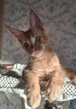Maine Coon Kitten mit Stammbaum 