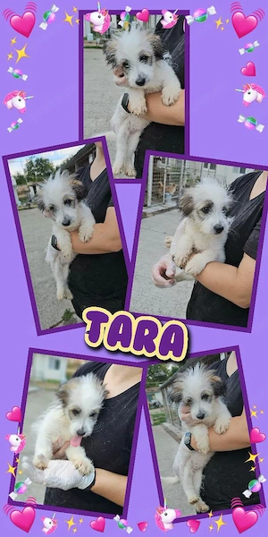 kleines, zuckersüßes Welpenmädchen "Tara" sucht ein liebevolles Zuhause
