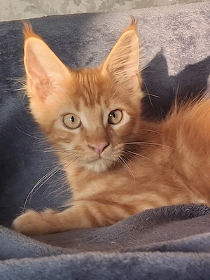 Maine Coon Kitten mit Stammbaum 