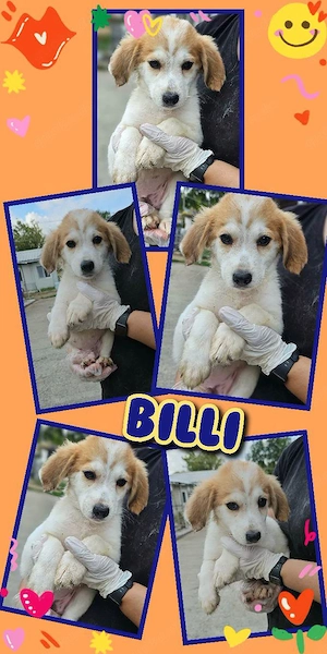 wunderschöner kleiner Welpenjunge "Billi" sucht ein liebevolles Zuhause