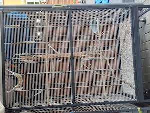 XXL Vogelvoliere mit 2 Pfirsichköpfchen 