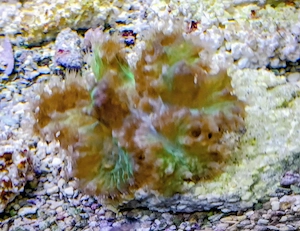 Meerwasser- Korallenableger- Sinularia dura brassica