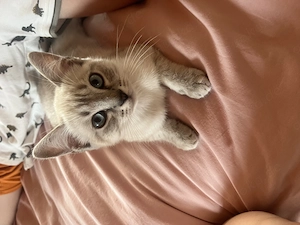 Siam-Thai Kitten - noch ein Junge