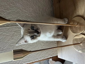 Siam-Thai Kitten - noch ein Junge