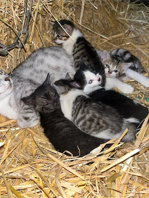 Katzenbabys