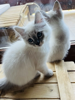 Birma Kitten - noch ein Junge