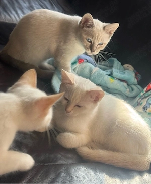 6 super süsse verschmusste babys suchen neues heim 