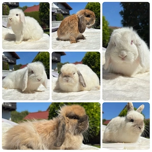Minilop, Mini Lop, Zwergkaninchen, Zwergwidder